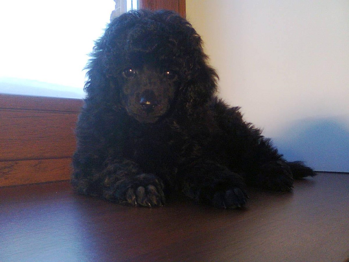 Пудель карликовый черный окраса