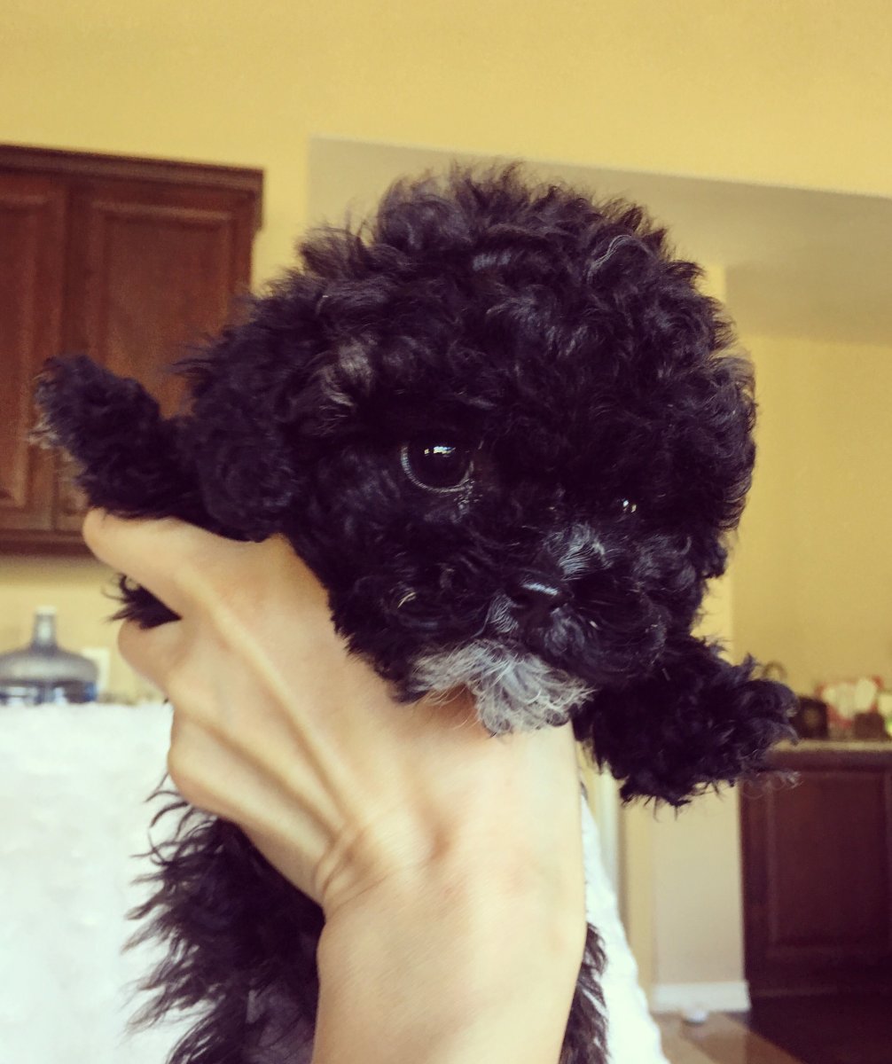 Пудель мальтипу чёрный