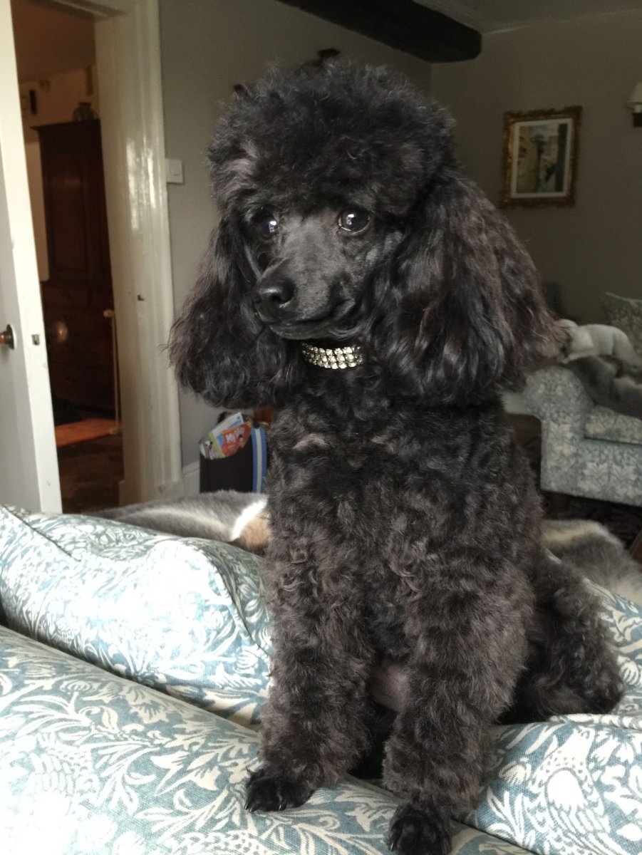 Собака похожая на пуделя