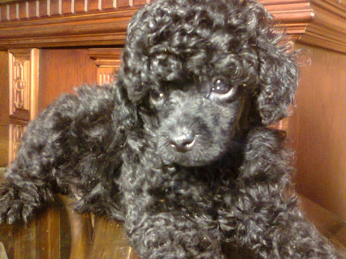 Карликовый пудель черный