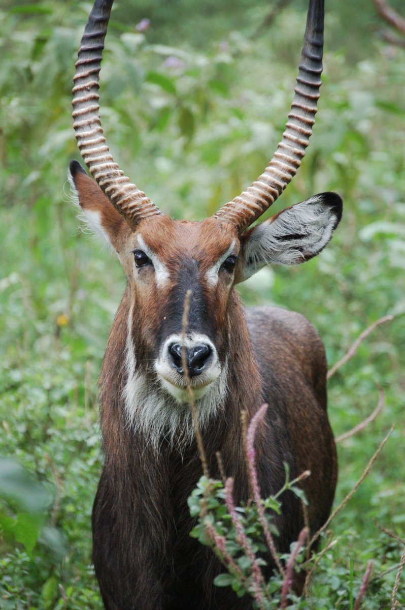 Африканский Единорог