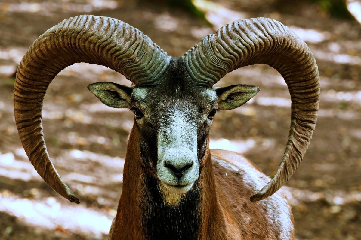 Европейский муфлон