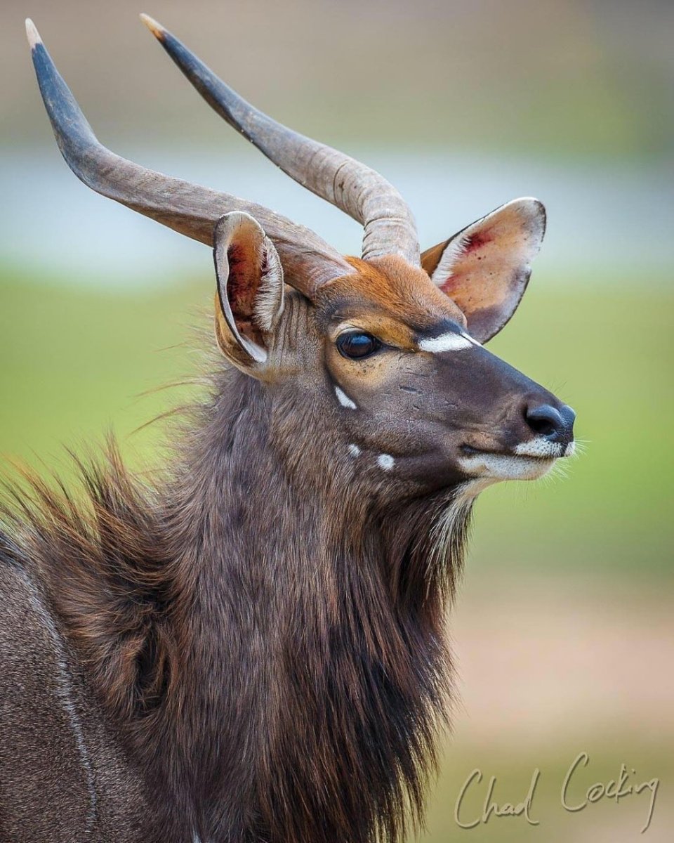 Олени в Африке