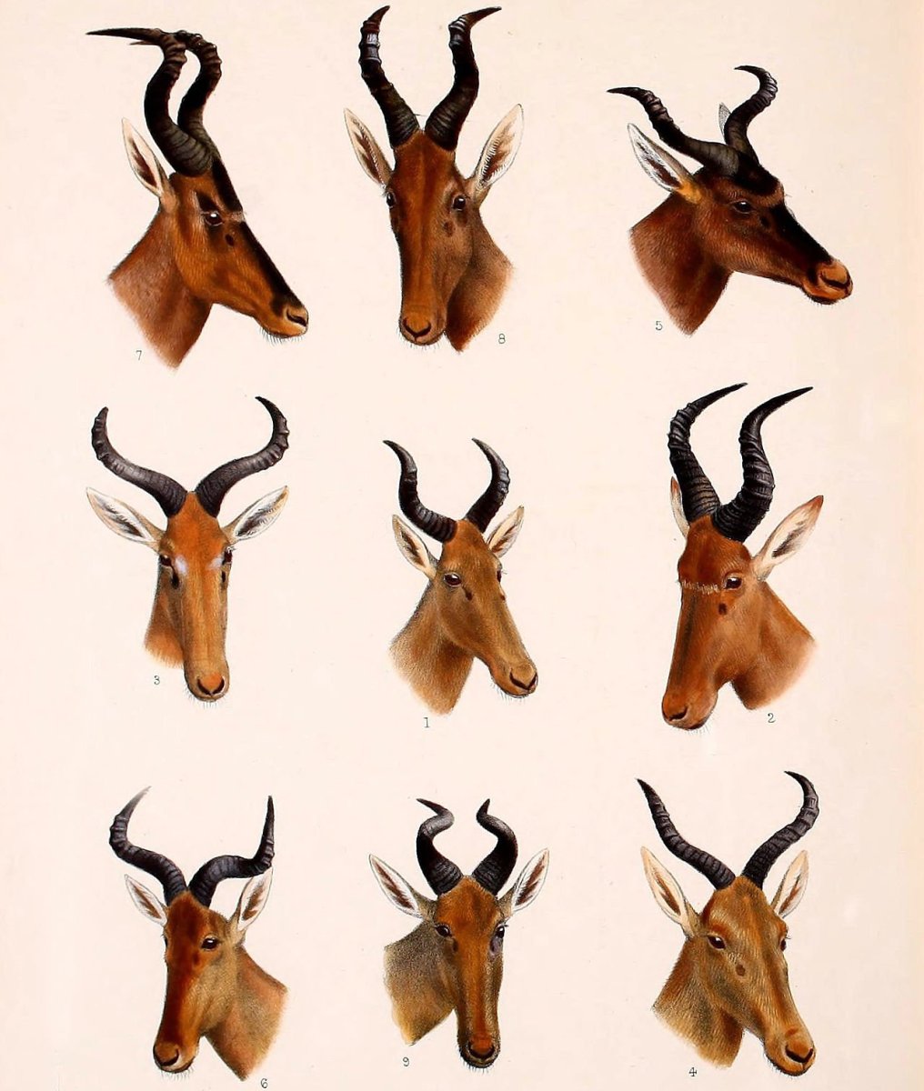 Алтайский горный баран Ovis Ammon Ammon