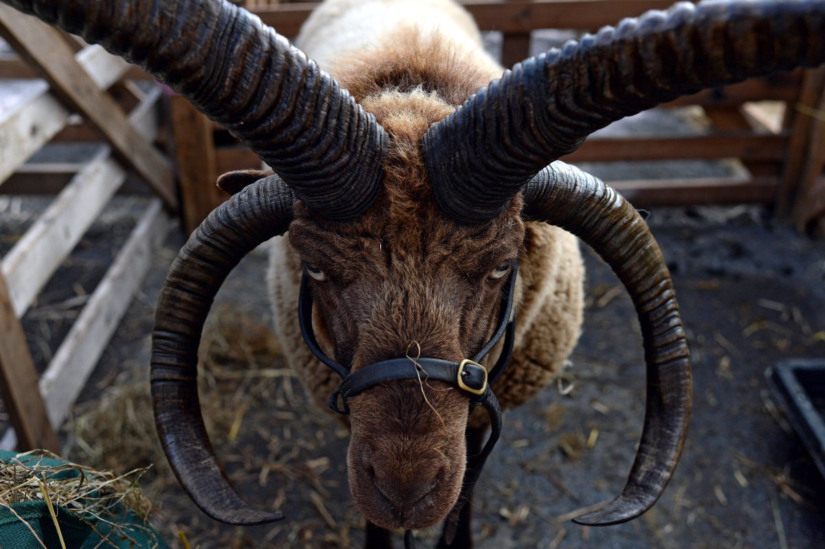 Лань Даниэль