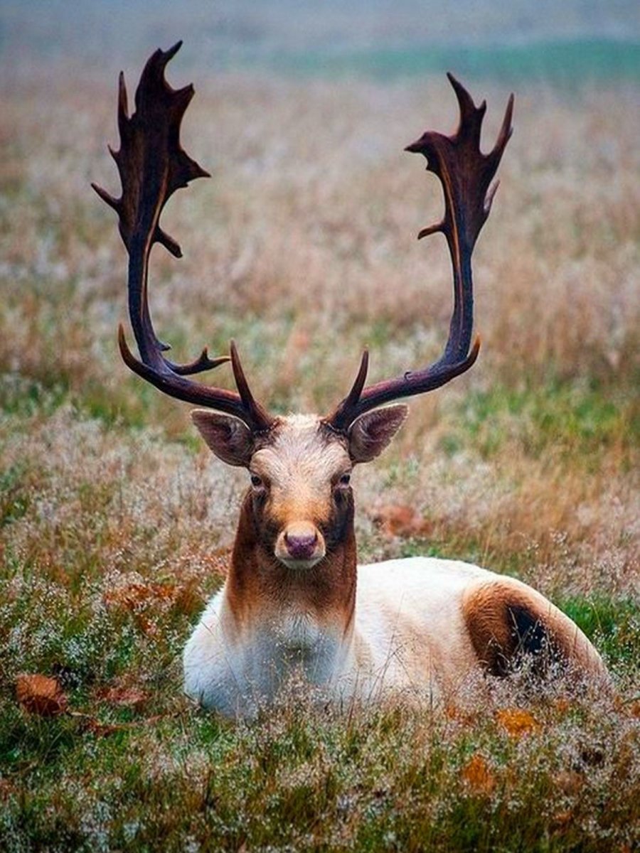 Горный баран Архар аргали