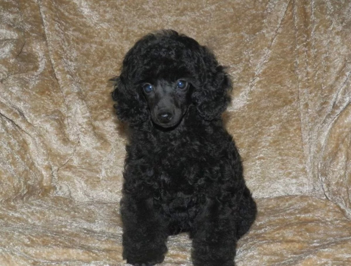 Малый пудель черный