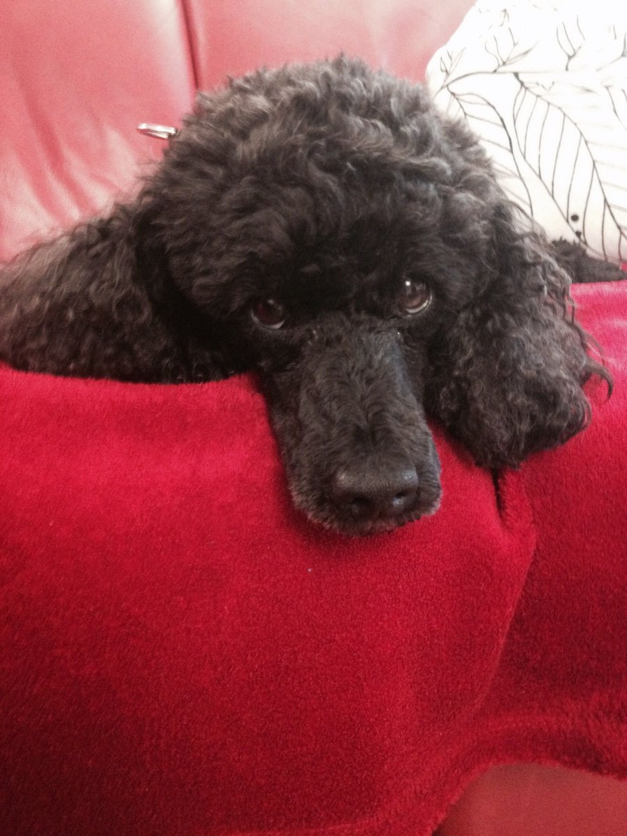 Пудель карликовый обросший