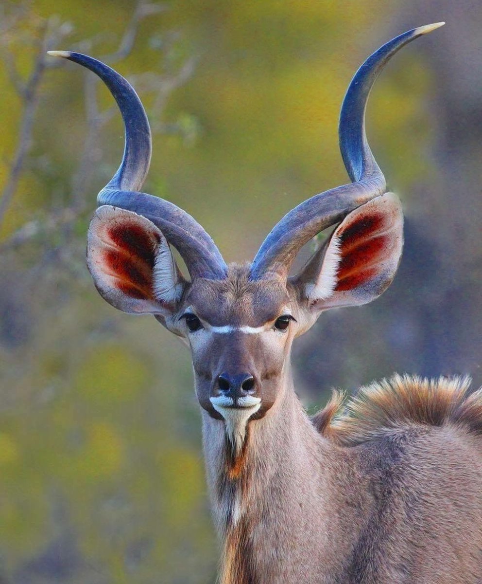Винторогий Сайгак