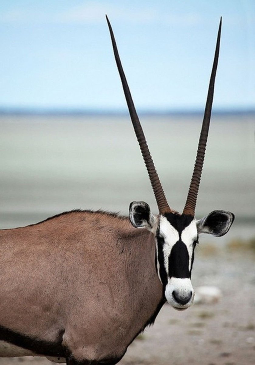 Alcelaphus buselaphus