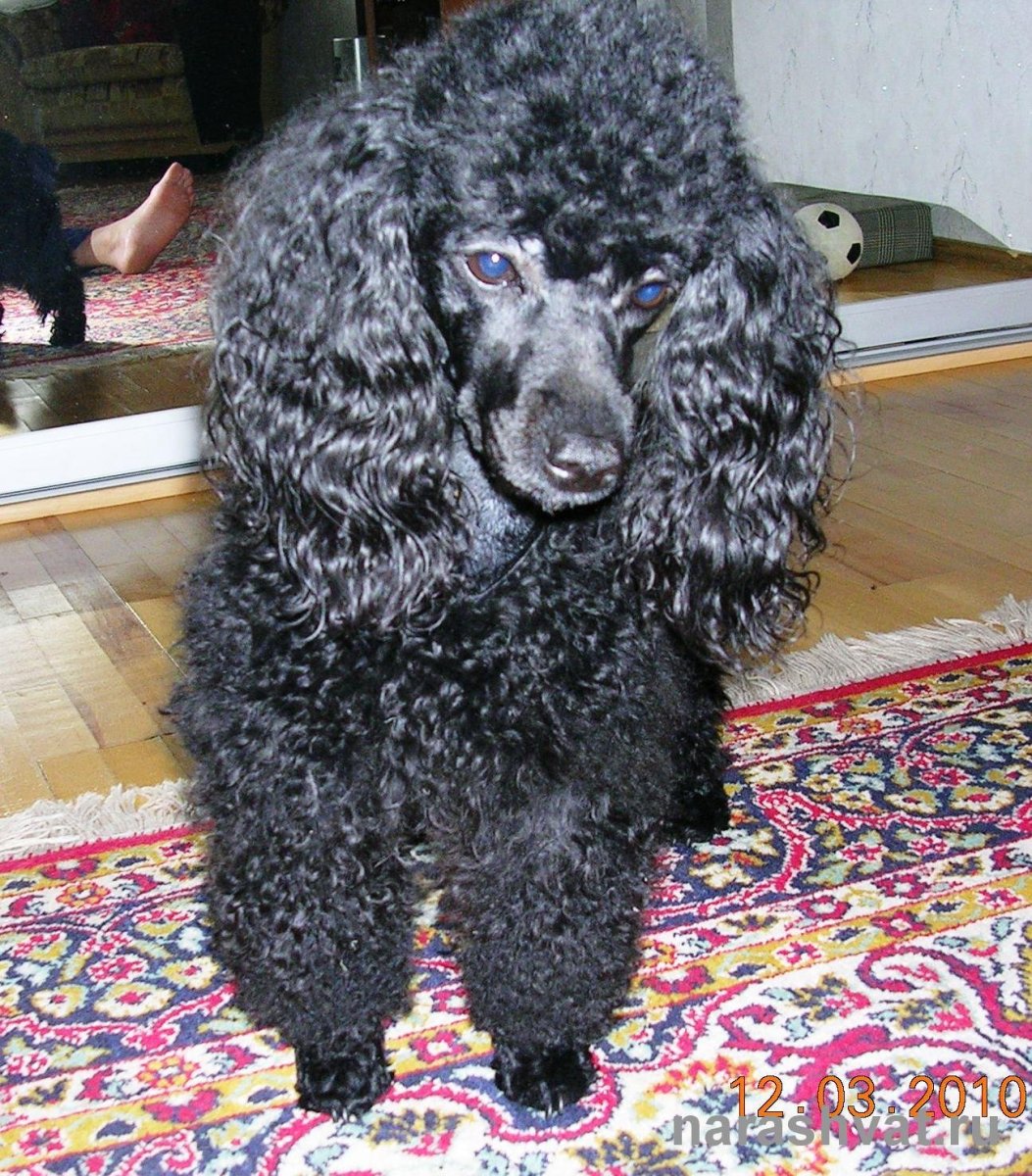 Чёрный карликовыц пудель