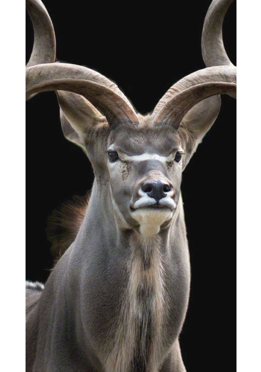 Антилопа куду