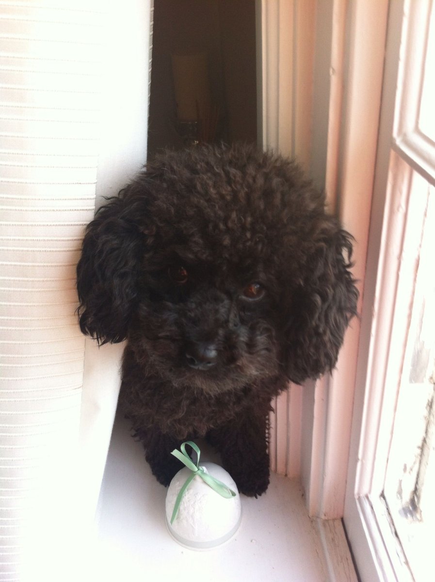 Той пудель черный