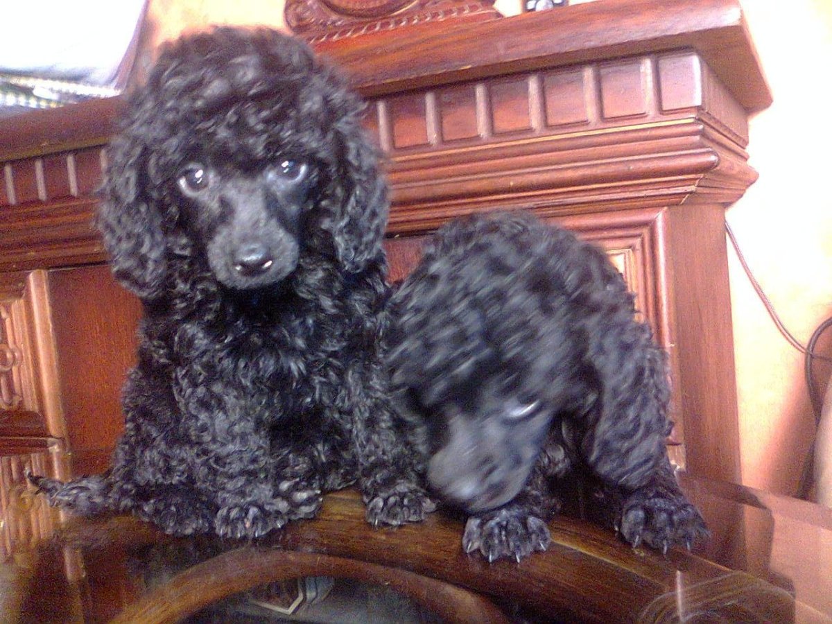 Карликовый пудель щенок черный