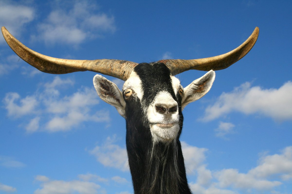 Техас Лонгхорнс бык