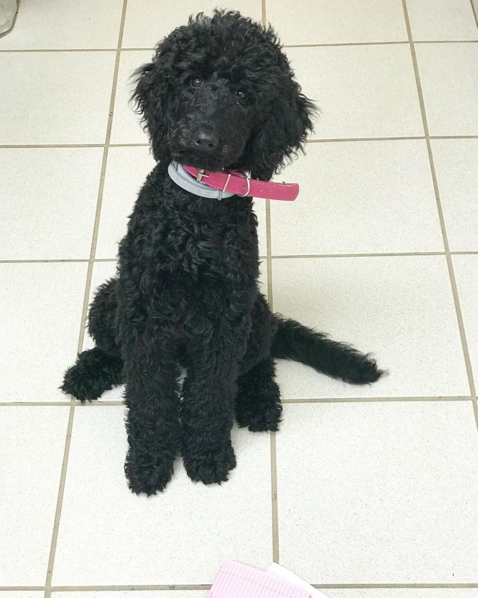 Варламов пудель