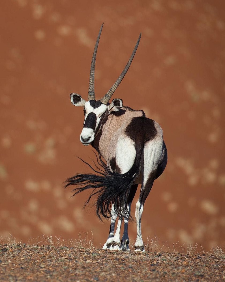 Рогатые животные