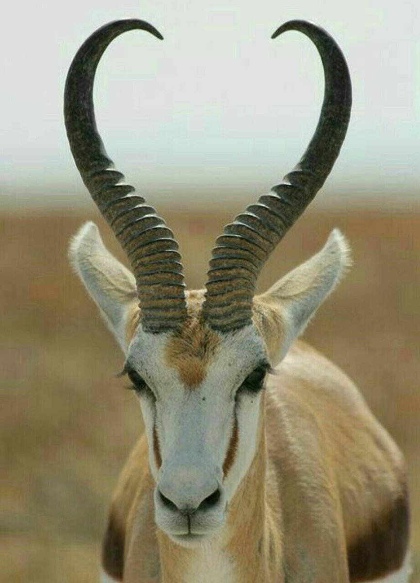 Винторогий Сайгак