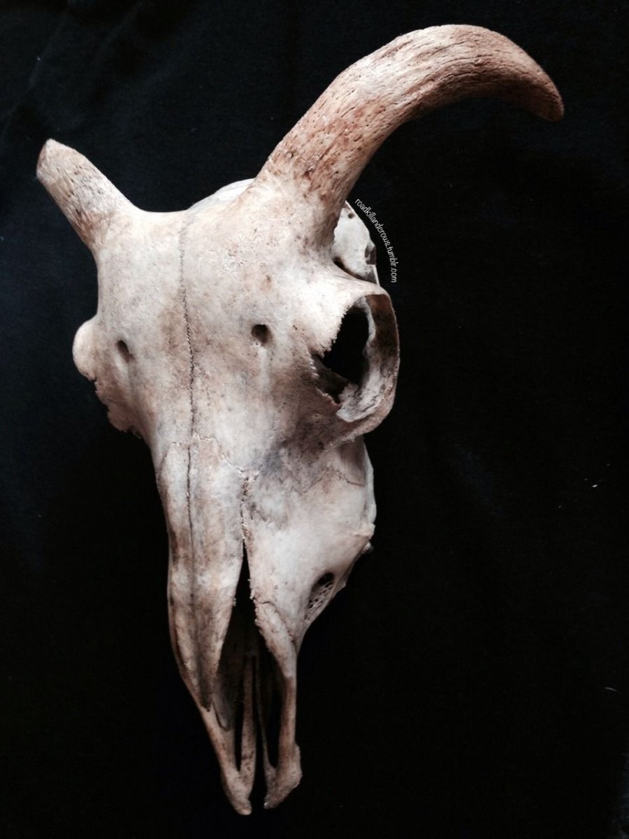 Рогатый бык