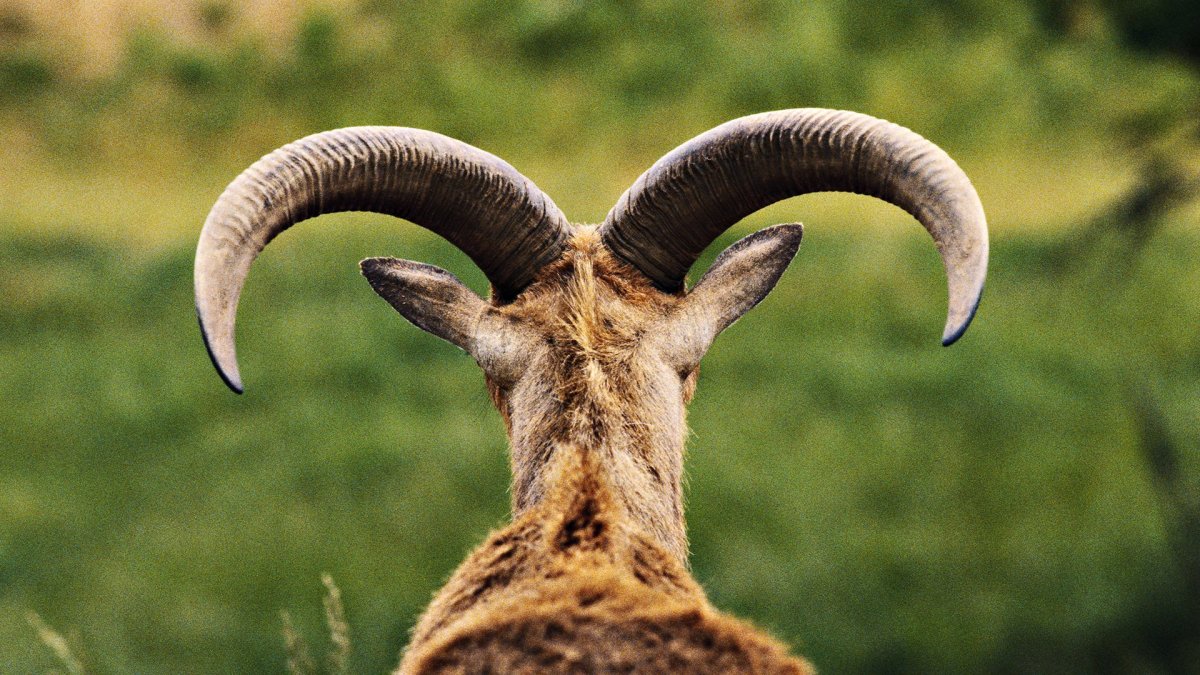 Лесная антилопа