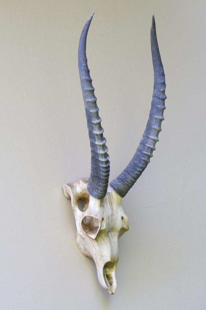 Рогатое животное