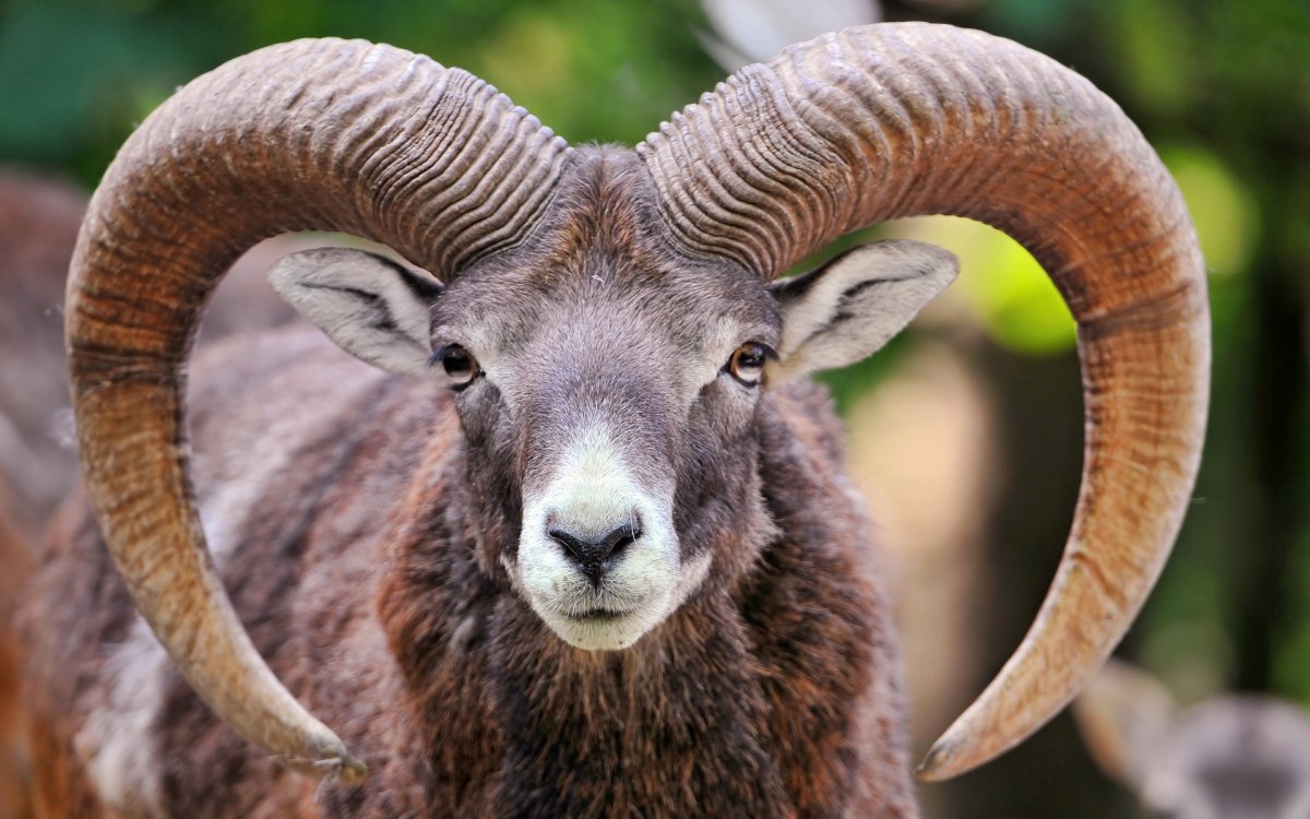 Винторогий Сайгак