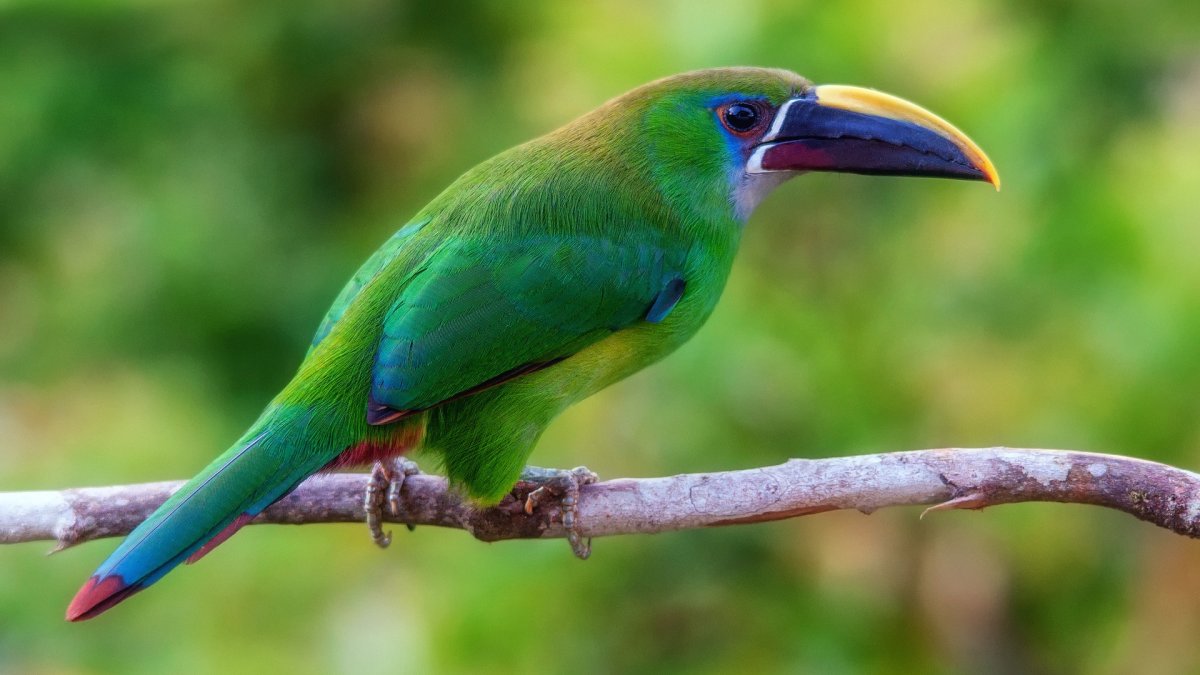 Изумрудный туканы птицы