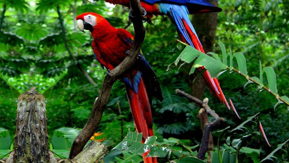 Попугай ара в джунглях Южной Америки