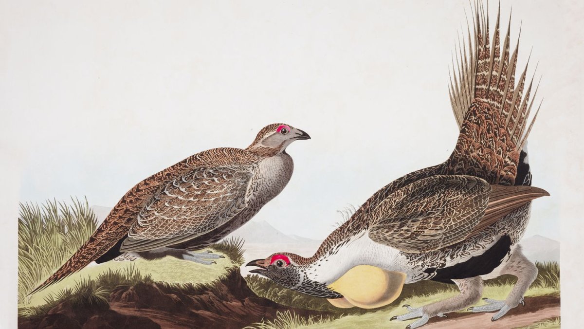 Желтогорлый Тукан