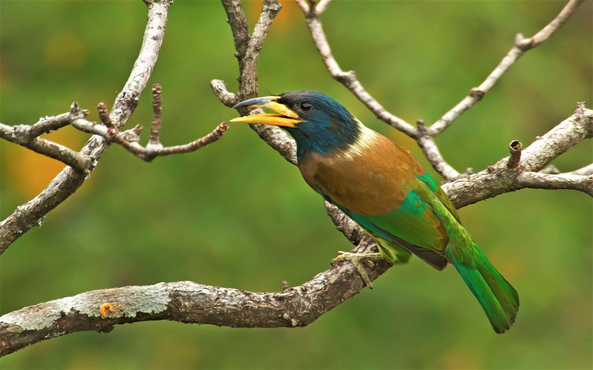 Белоголовый Орлан Америки