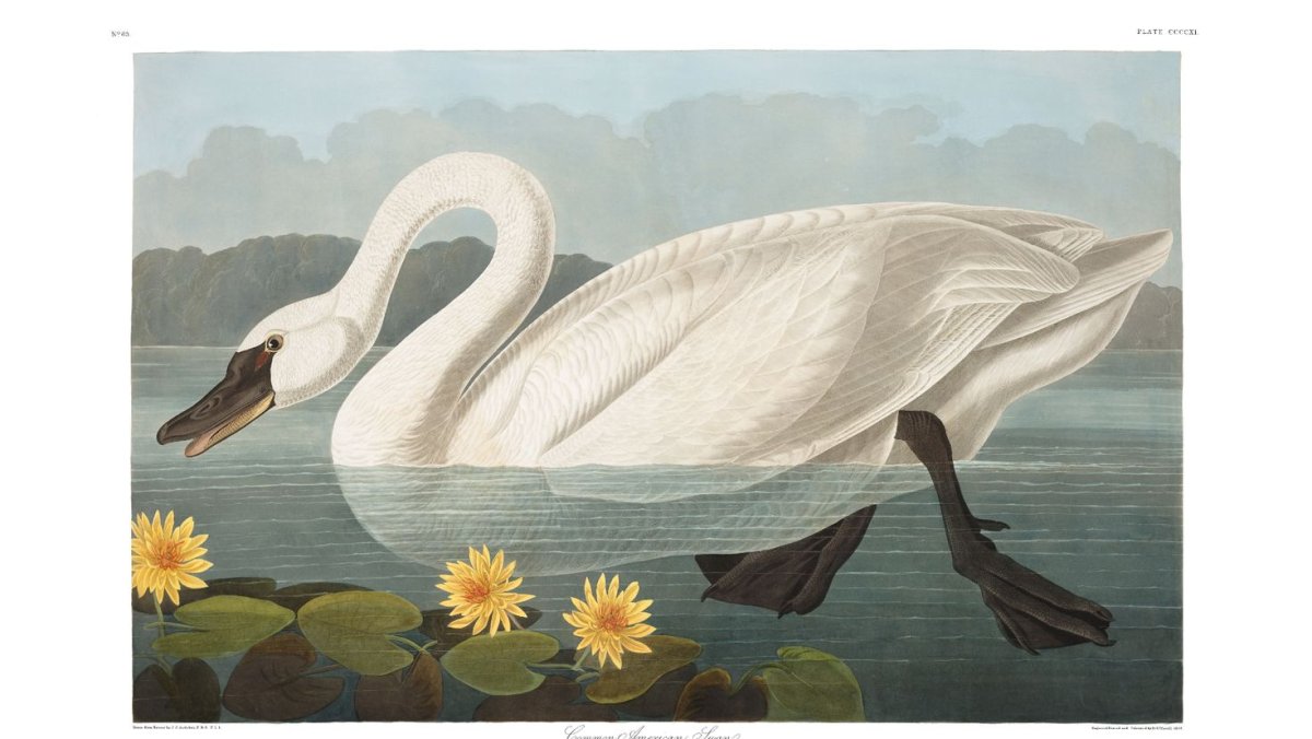 Стая разноцветных птиц