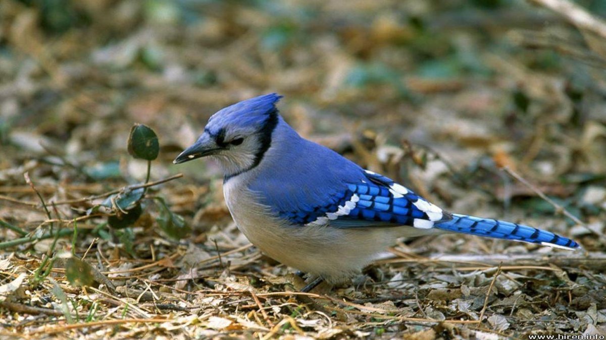 Птица Ибис Южная Америка