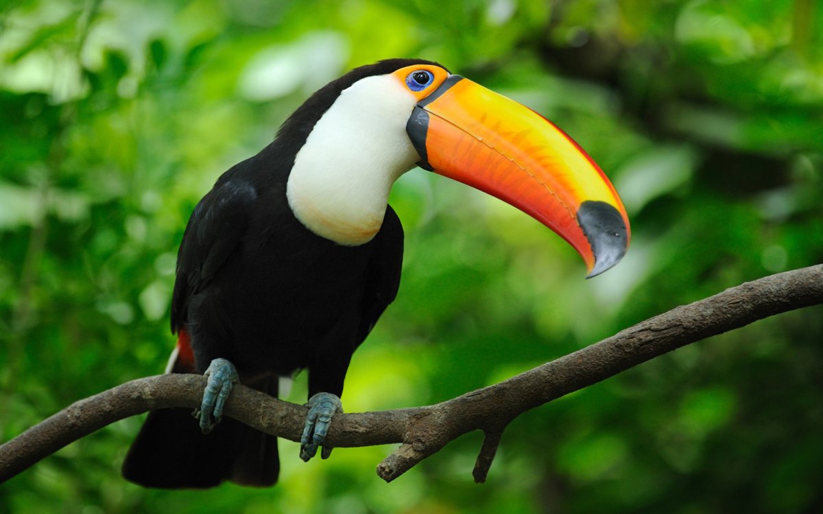 Птицы Африки Тукан