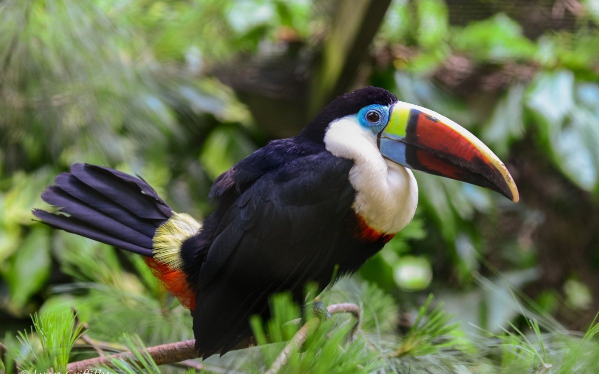 Птицы Африки Тукан