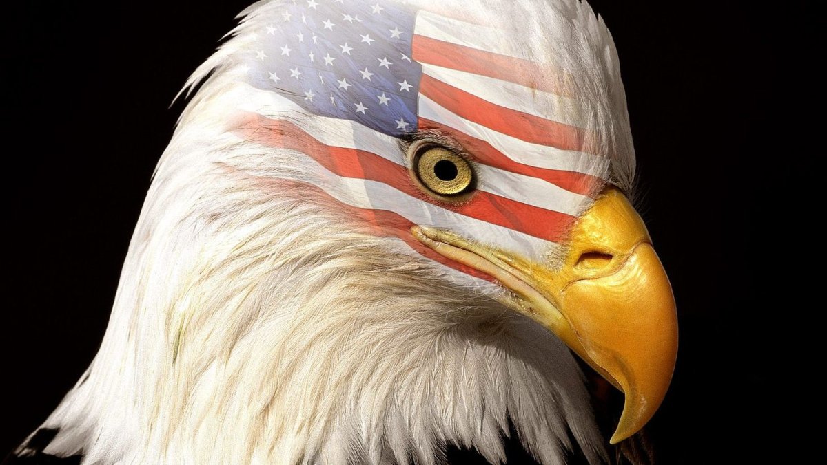 Утка Барбари