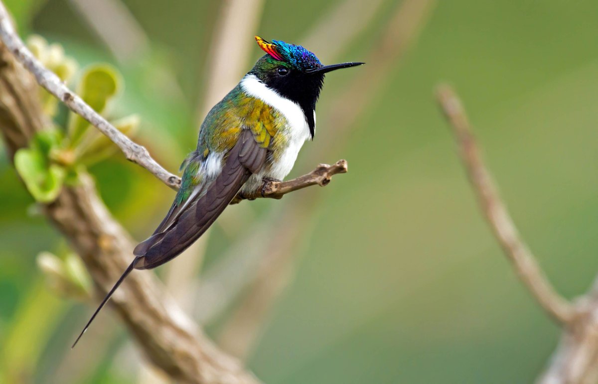 Белоголовый Орлан тайги