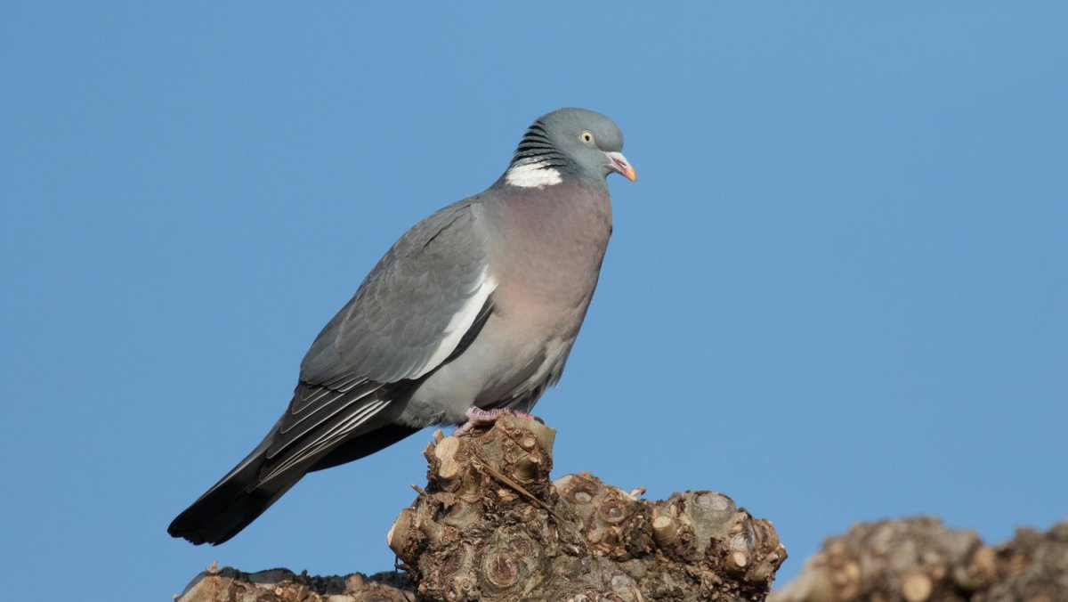 Сизый голубь самка