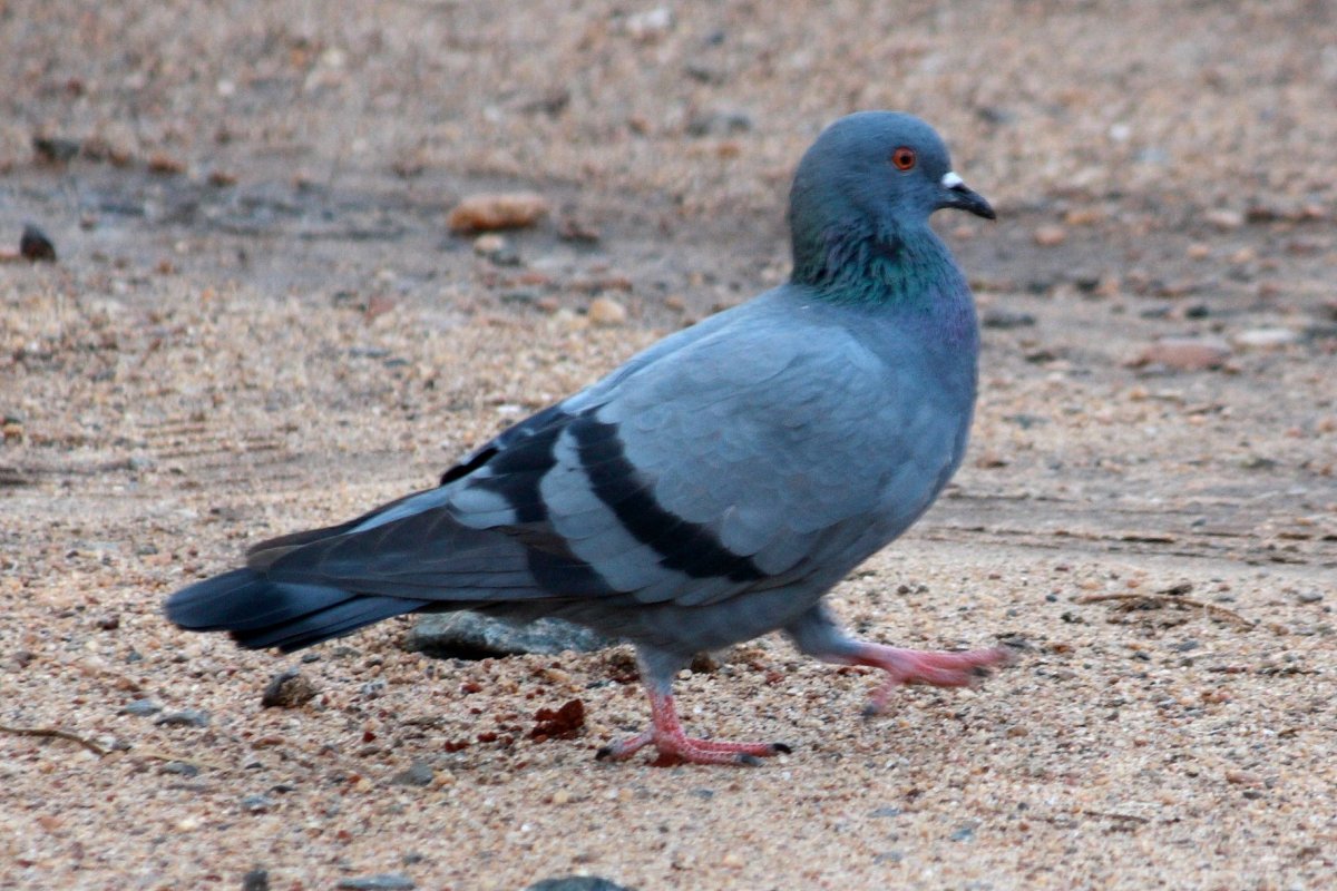 Сизый голубь меланист