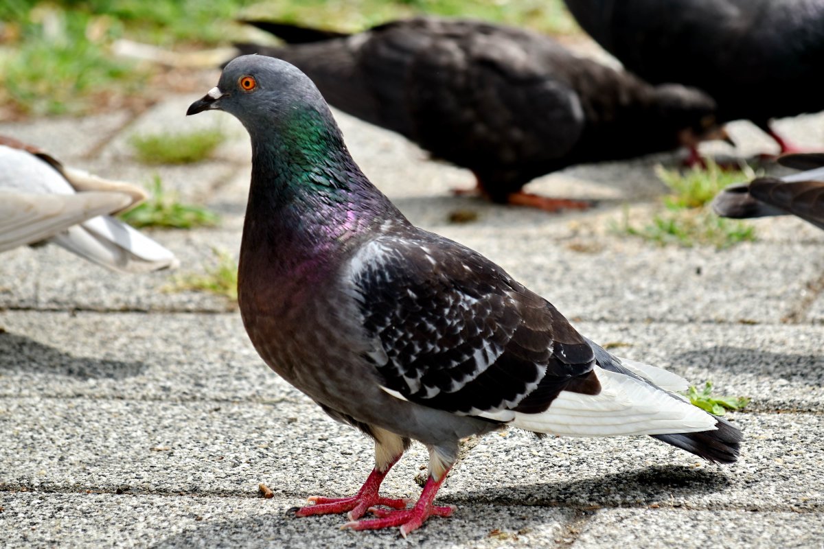Венценосные голуби Австралия