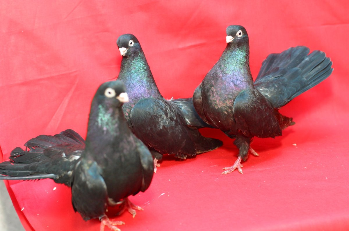 Птица похожая на голубя светло серая