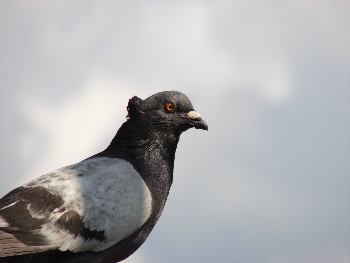 Эндемичный мадейрский голубь