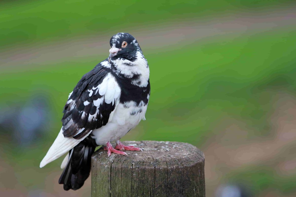 Голубь Богемская космоногая
