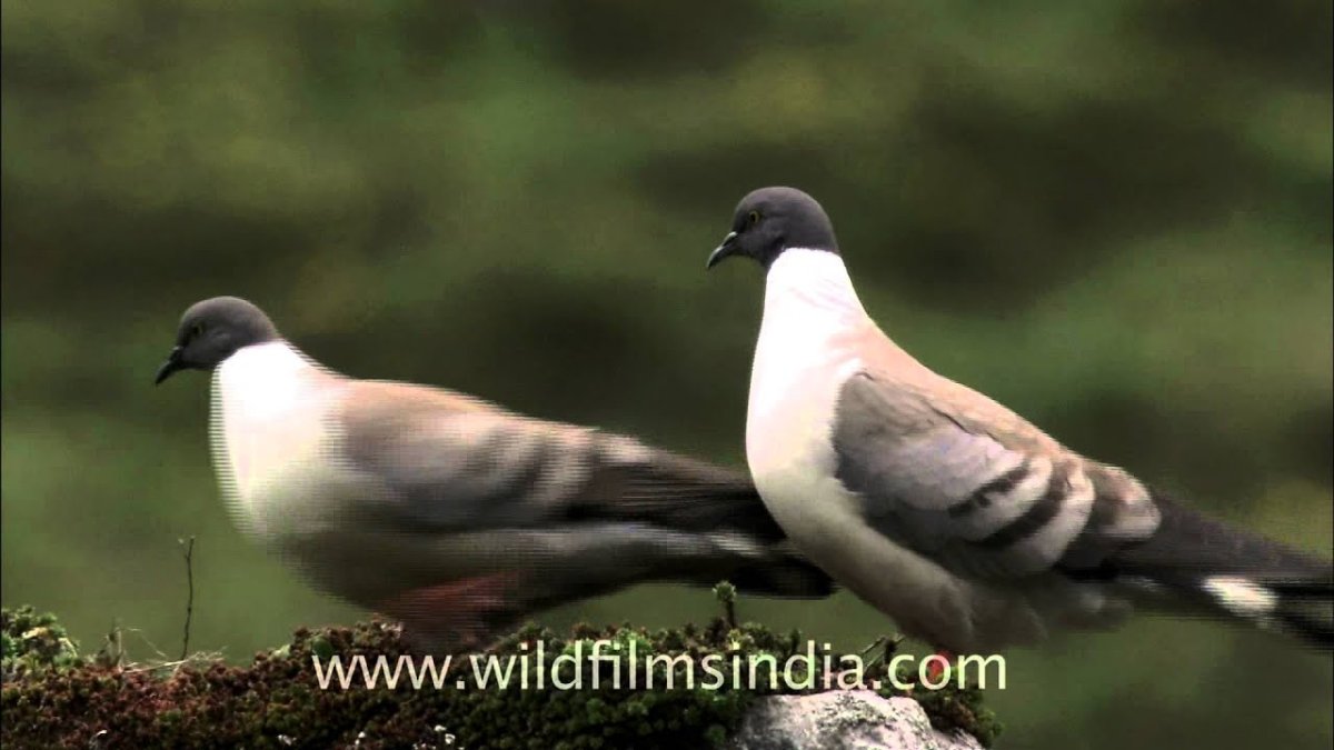 Отряд Голубеобразные columbiformes