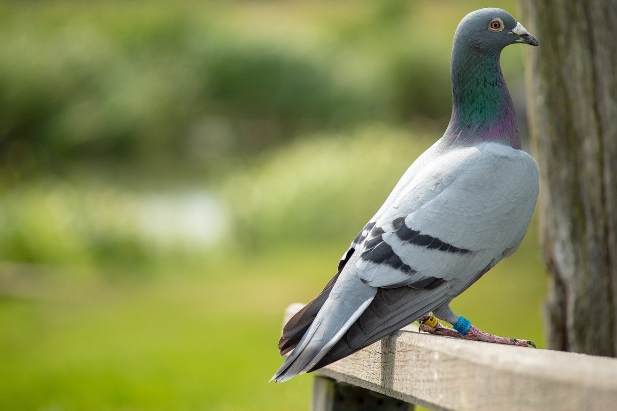 Верееносный весценоснвф голубь