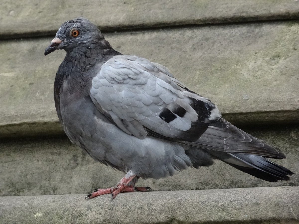 Белогрудый голубь