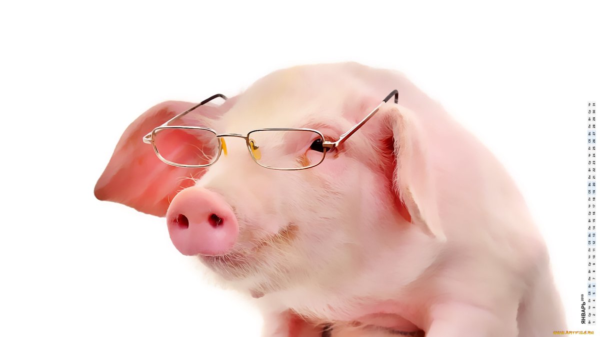 Хрюшка в очках