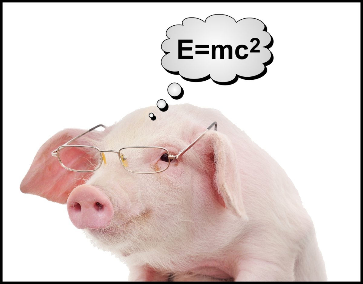 Мудрый поросенок