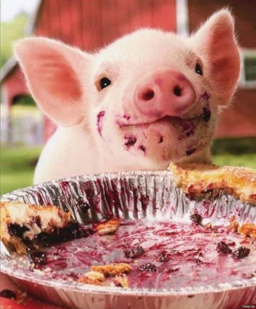Счастливый поросенок