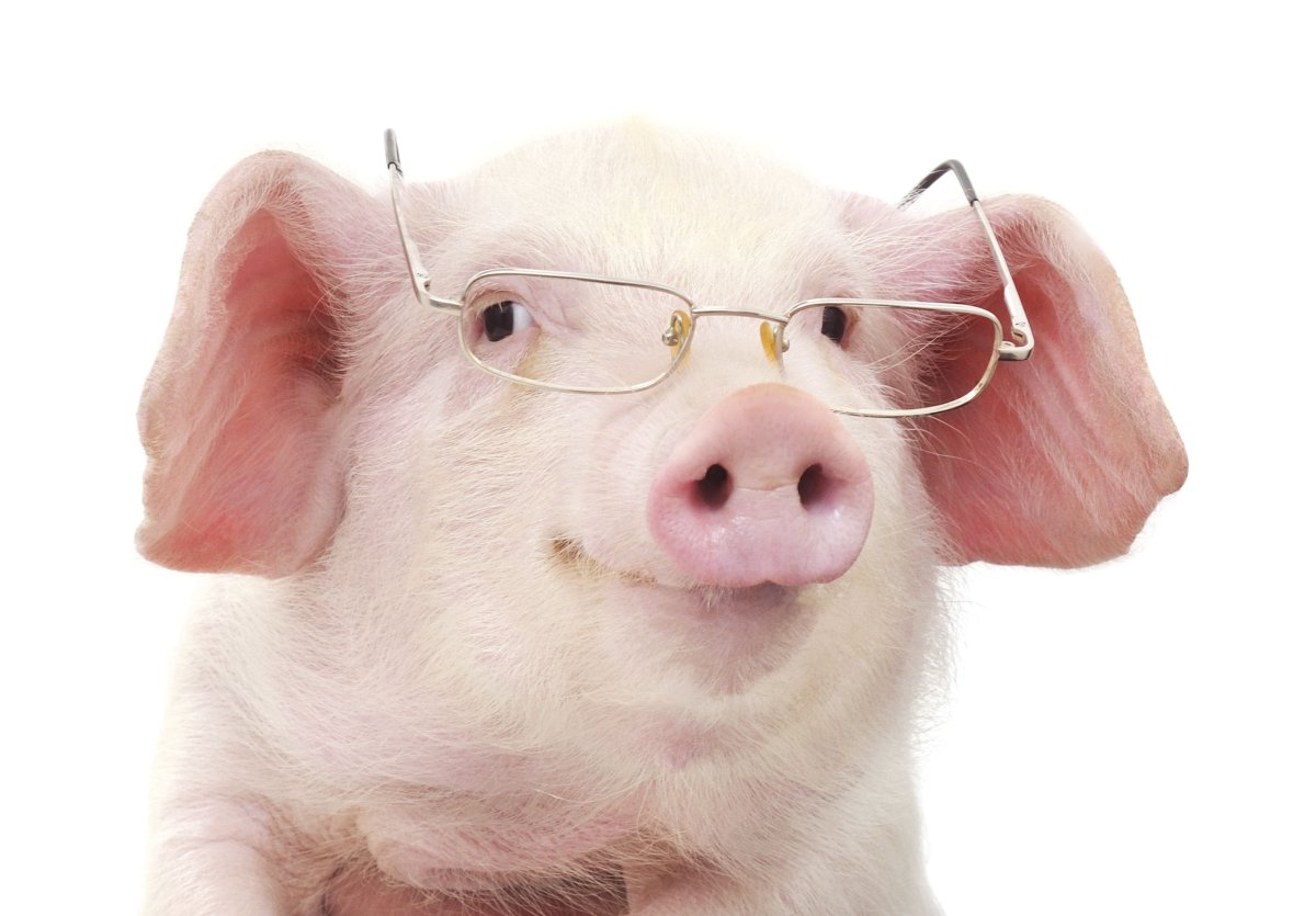Свинья подмигивает