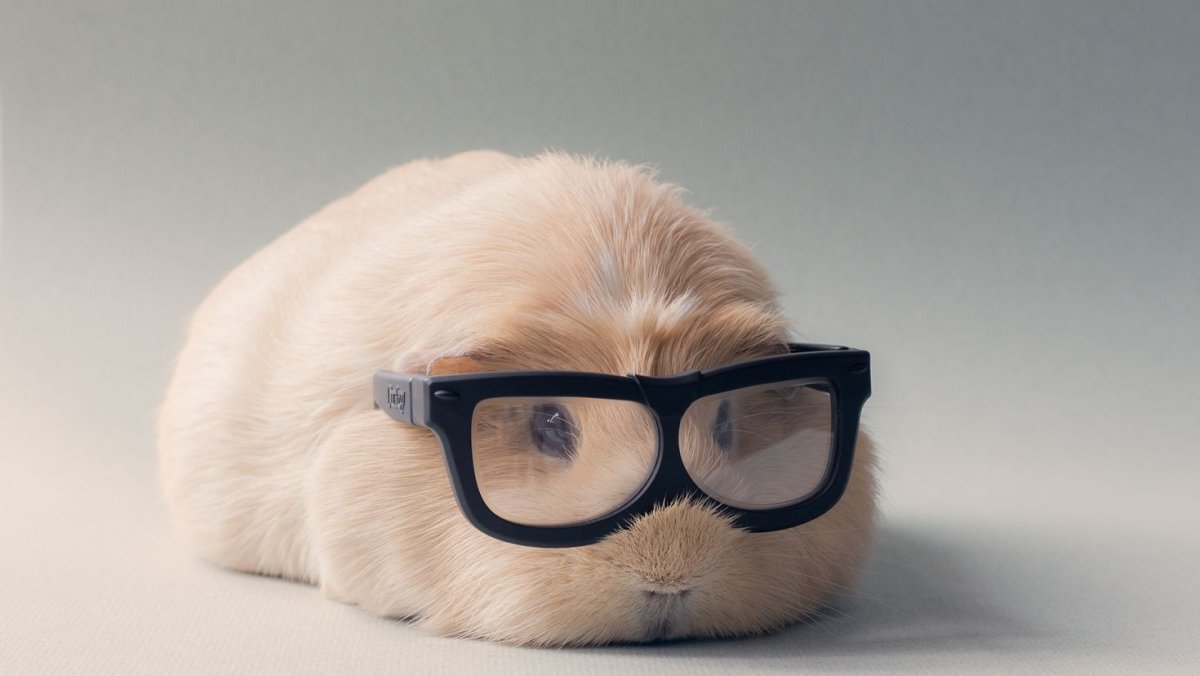 Морская Свинка в очках